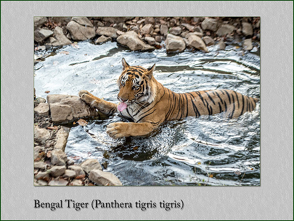 Bengal Tiger Panthera tigris tigris