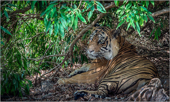 Tigers of Ranthambhore
