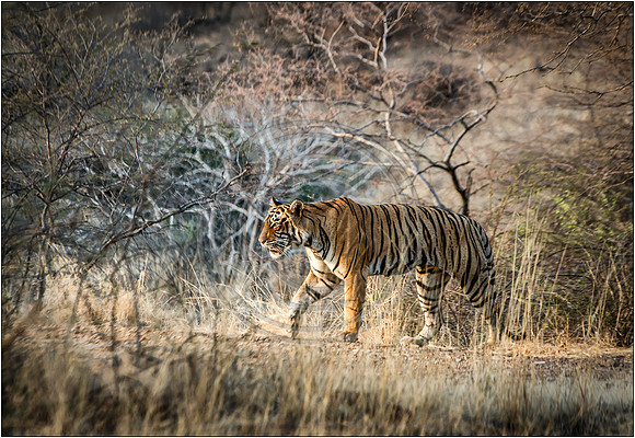 Tigers of Ranthambhore