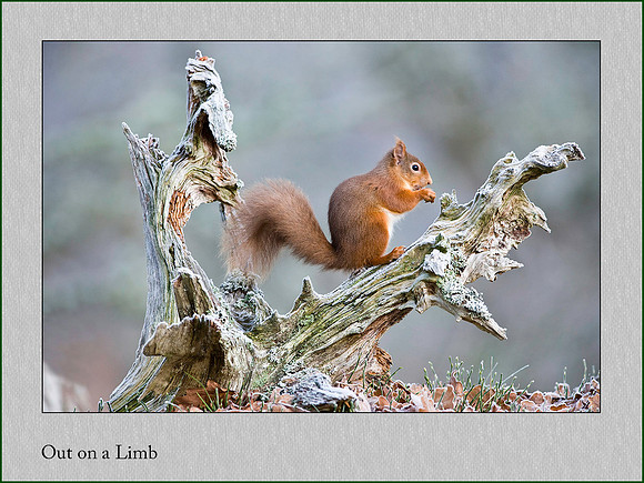 Scottish Red Squirrel