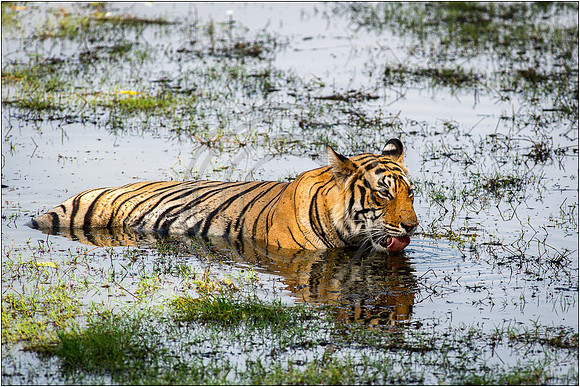 Tigers of Ranthambhore