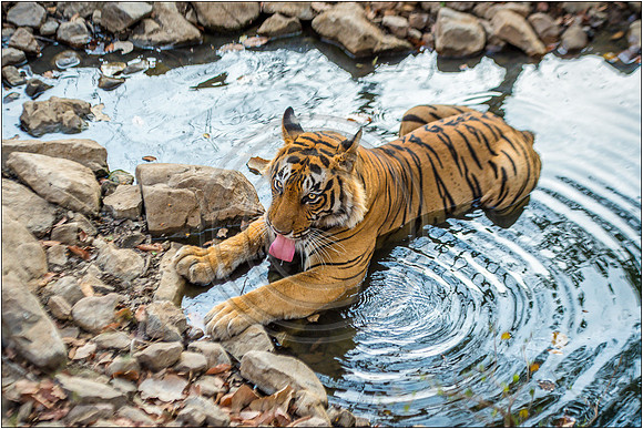 Tigers of Ranthambhore