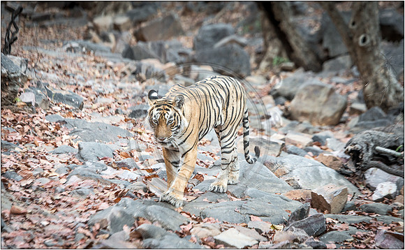 Tigers of Ranthambhore