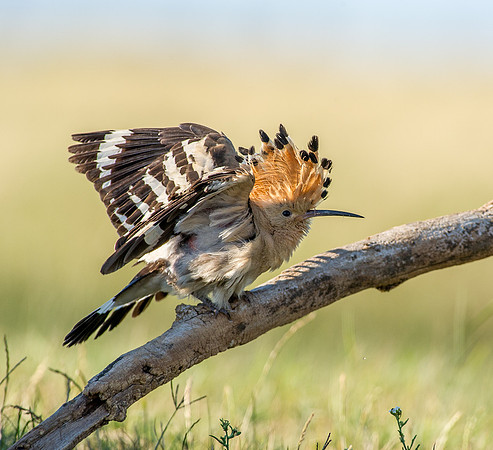 Hoopoe
