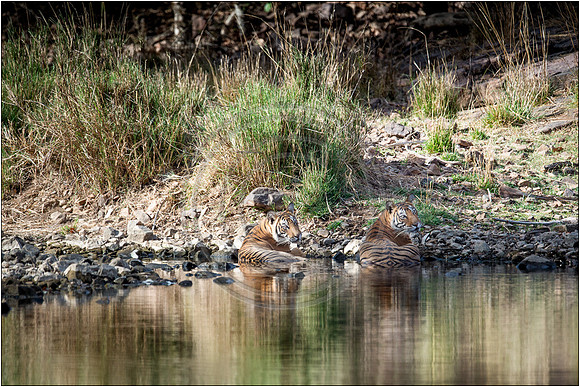 Tigers of Ranthambhore