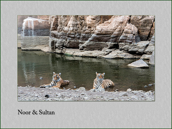 Noor & Sultan