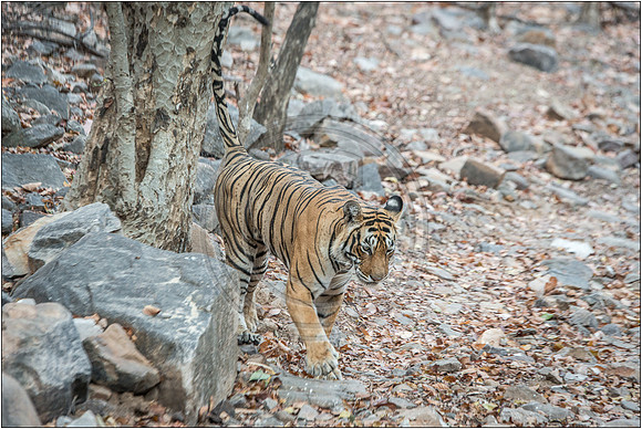 Tigers of Ranthambhore