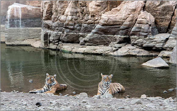 Tigers of Ranthambhore