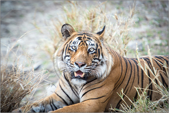 Tigers of Ranthambhore