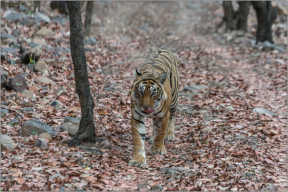 Tigers of Ranthambhore