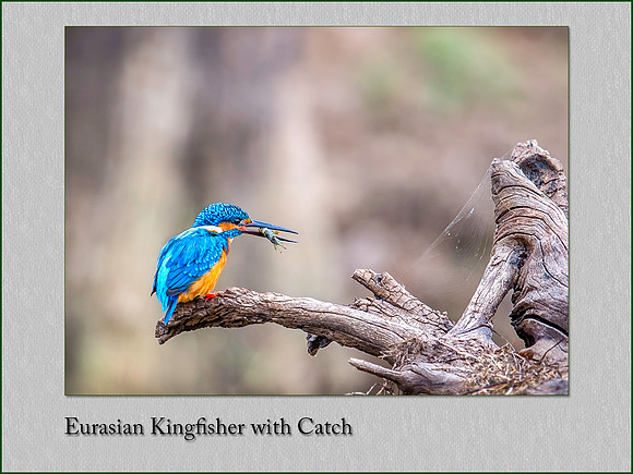Eurasian Kingfisher