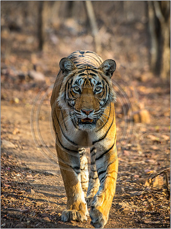 Tigers of Ranthambhore