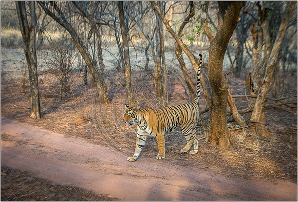Tigers of Ranthambhore