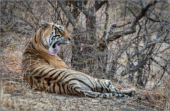 Tigers of Ranthambhore