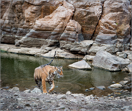 Tigers of Ranthambhore