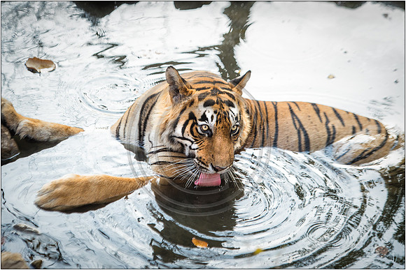 Tigers of Ranthambhore