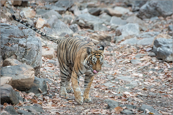 Tigers of Ranthambhore