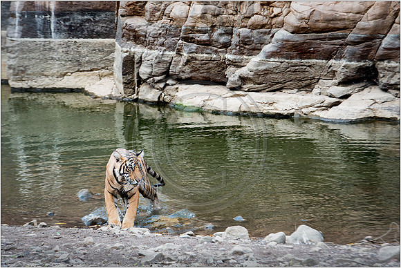 Tigers of Ranthambhore