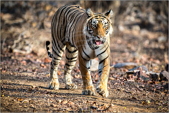 Tigers of Ranthambhore