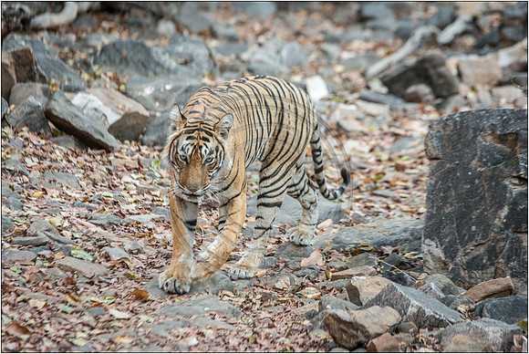 Tigers of Ranthambhore