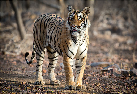 Tigers of Ranthambhore
