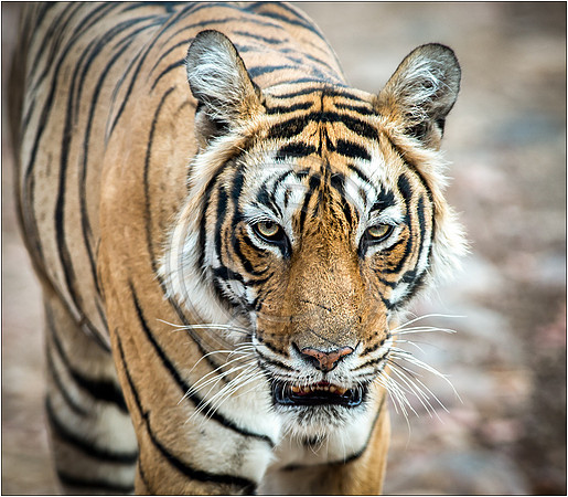 Tigers of Ranthambhore