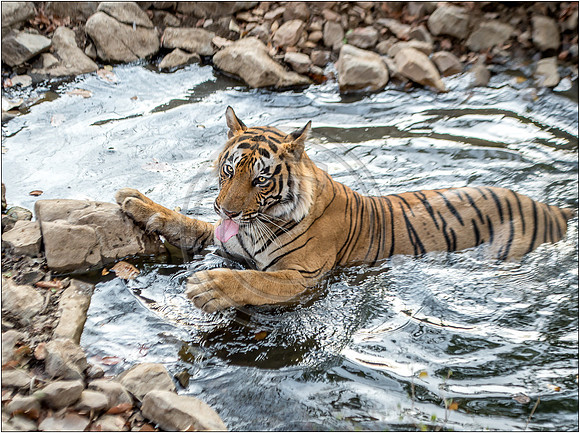 Tigers of Ranthambhore