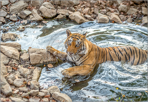 Tigers of Ranthambhore