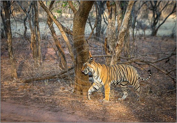 Tigers of Ranthambhore