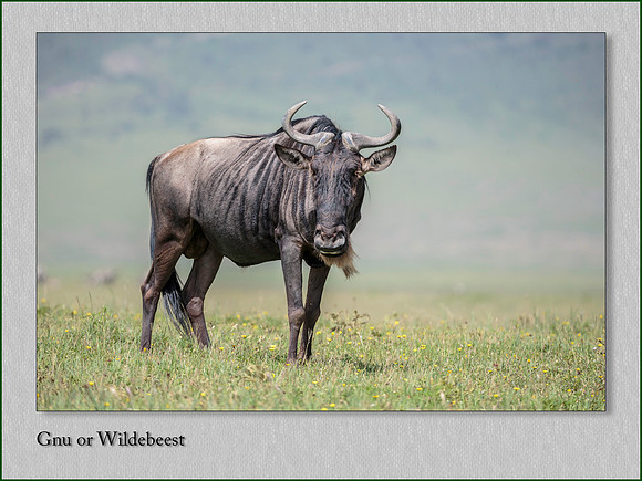 Wildebeest