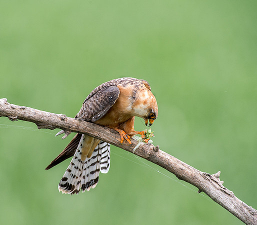 Red Footed Falcon with Prey
