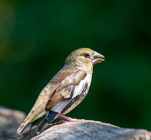 Hawfinch