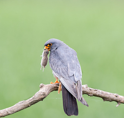 Red Footed Falcon with Prey