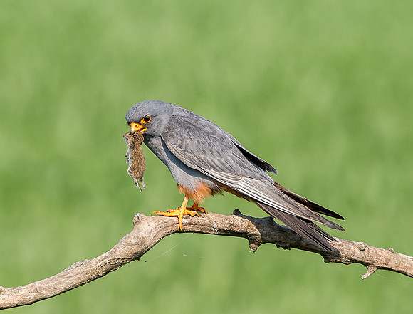 Red Footed Falcon with Prey