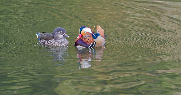 Mandarin Ducks