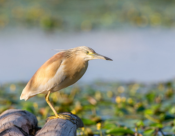 Squacco Heron
