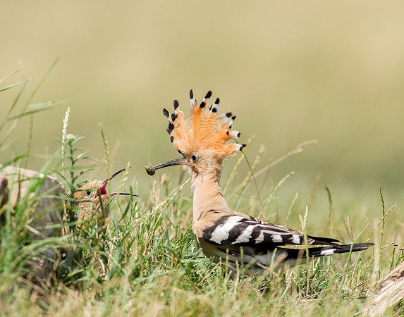 Hoopoe