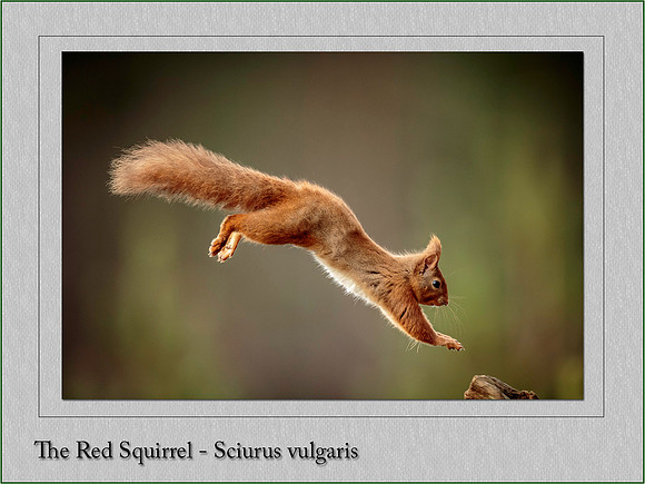 Scottish Red Squirrel