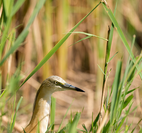 Squacco Heron