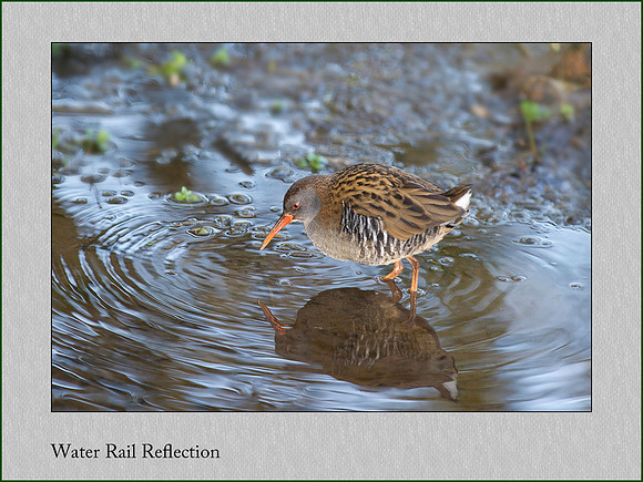 Water Rail