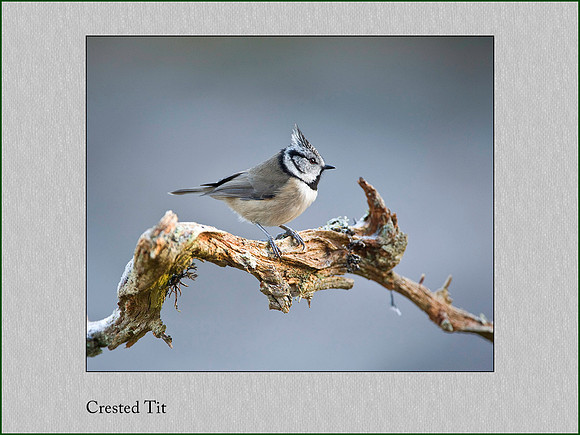 Crested Tit