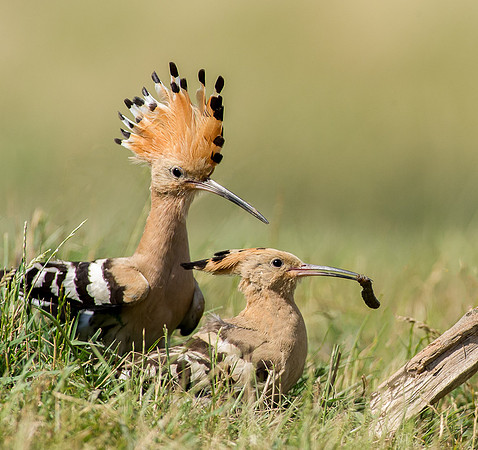 Hoopoe