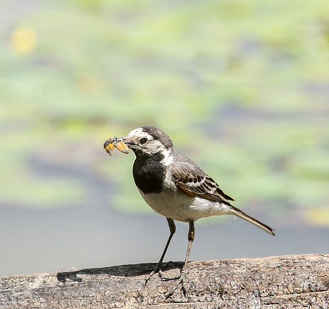 Pied Wagtail
