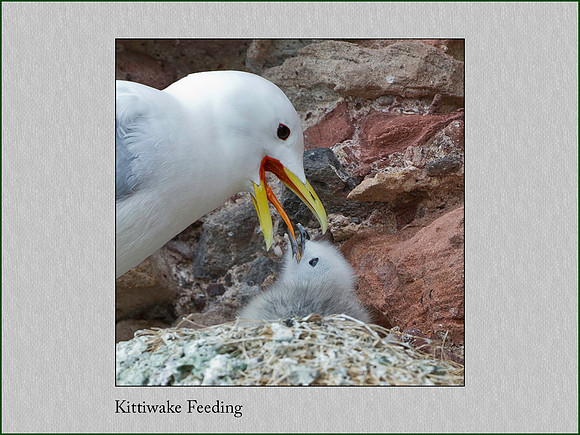 kittiwake Feeding