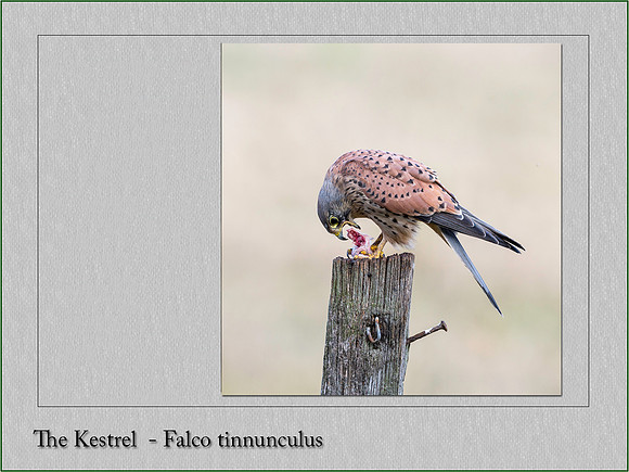 Kestrel Falco tinnunculus