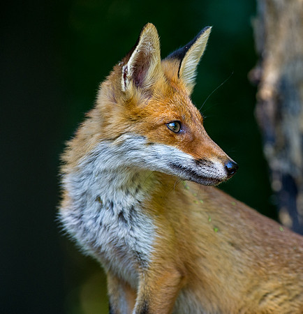 Fox Cub