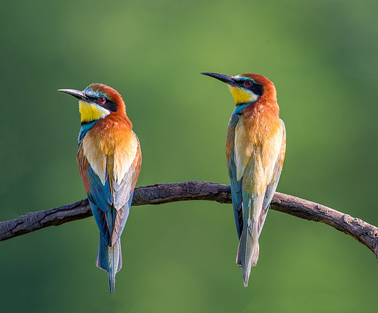 Bee Eaters