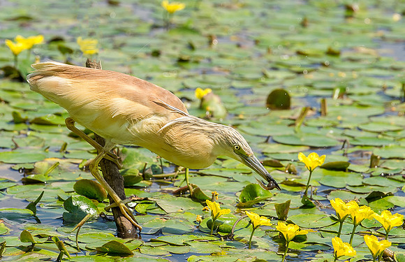 Scuacco with Tadpole (1 of 1)