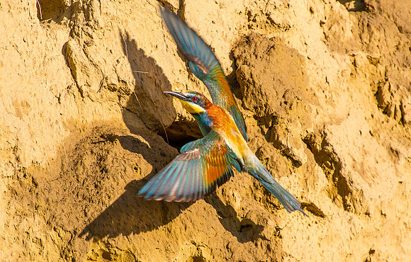 Bee Eater (1 of 1)