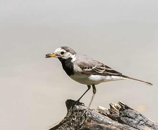 Pied Wagtail
